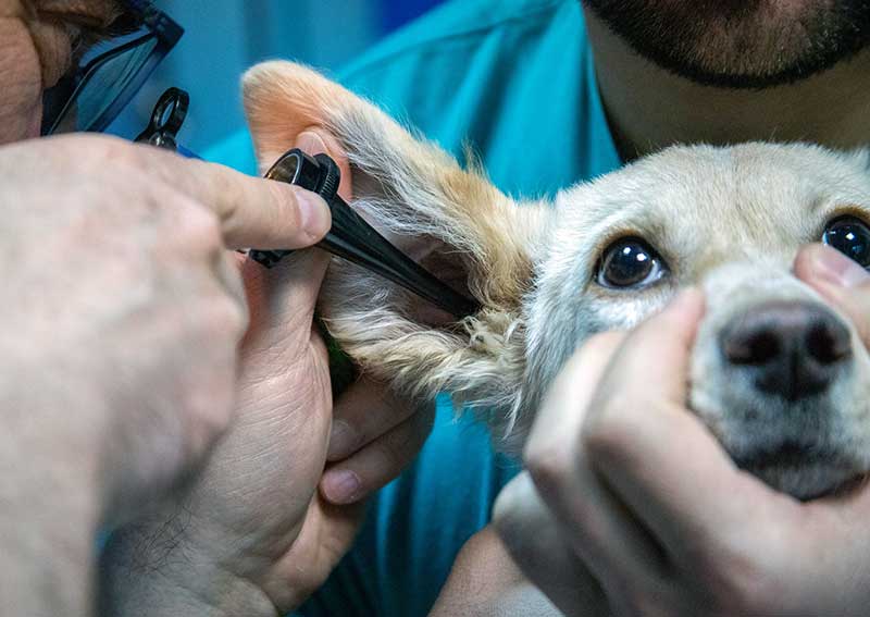 Veterinary Ear Exam